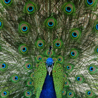 pfau-c-3442.jpeg