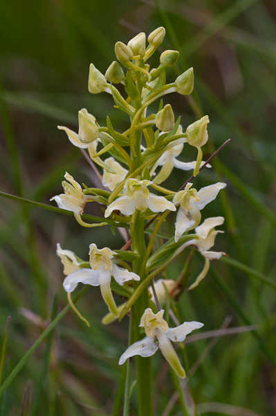 zweiblattrige-waldhyazinthe-34632950a106fe27463d.jpeg