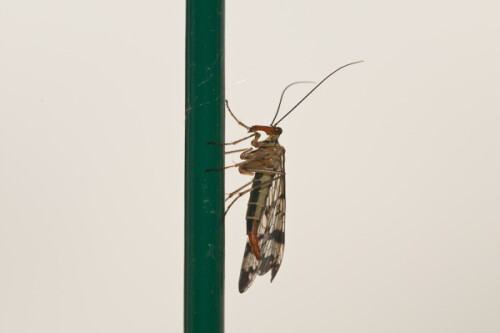 skorpionsfliege-3466c4d3f57a09af4992.jpeg