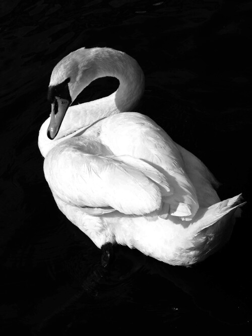 schwan-sw-3474.jpeg