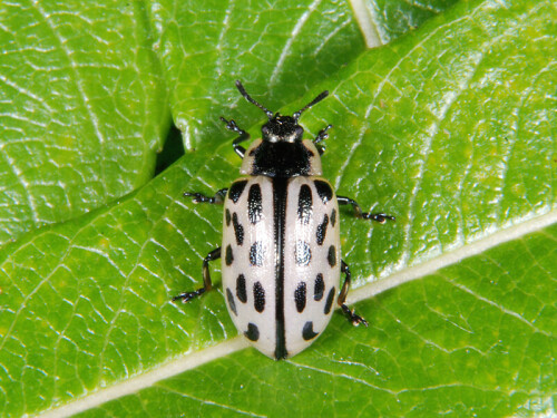 gefleckter-weidenblattkafer-ch-7925.jpeg