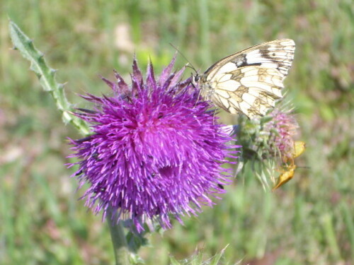schachbrettfalter-auf-mariendistel-3478d368ca1668960c86.jpeg