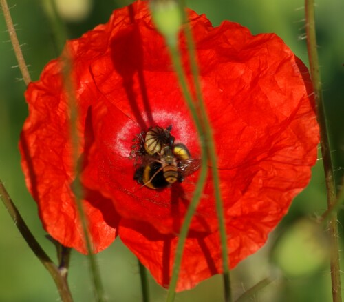 streit-im-kelch-schwebfliege-hummel-3482.jpeg
