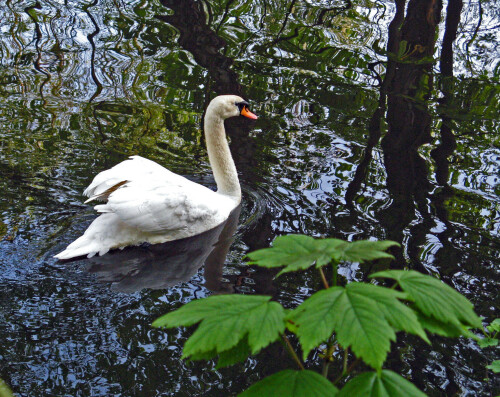 schwan-auf-der-alster-3504.jpeg