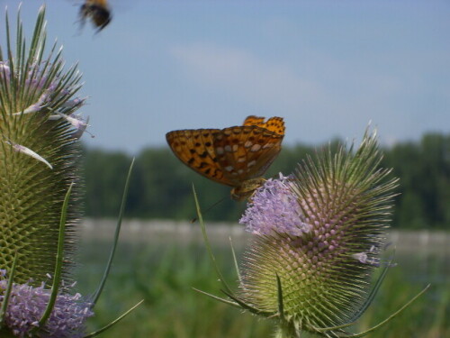 feuriger-perlmutterfalter-argynnis-adippe-3531d2df5f8bce26721e.jpeg