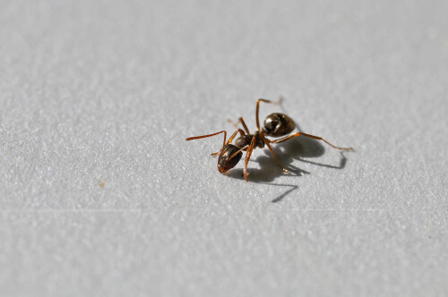 besuch-beim-fruhstuck-3586d891f4af5b9e90c7.jpeg