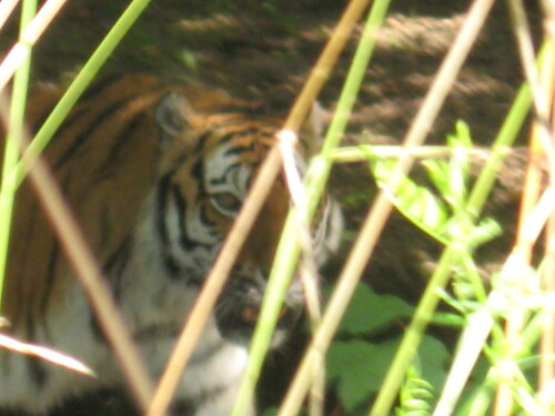 tiger-philipp-prowo09-3615.jpeg
