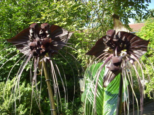 tacca-fledermausblume-3687cf6ead9eba1b2aab.jpeg