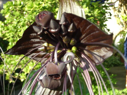 tacca-fledermausblume-36896cc50cd1f3713309.jpeg