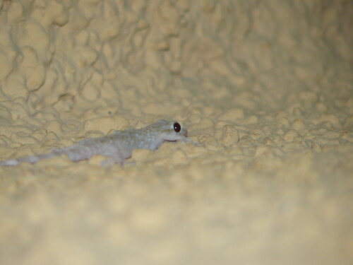 gecko-3883.jpeg