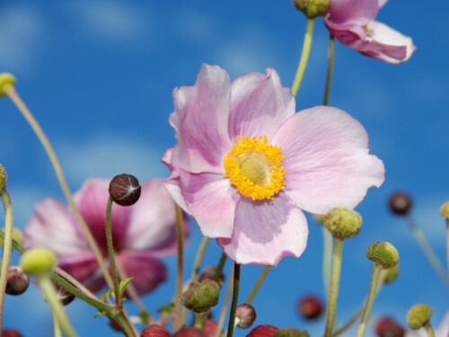 anemone-japonica-7920.jpeg