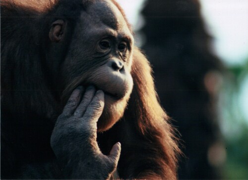 orang-utan-weibchen-12515.jpeg