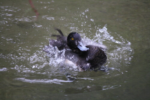 ente-beim-baden-4036.jpeg