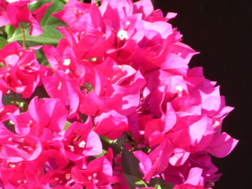 bougainvillea-383384d84162cdac2b1e.jpeg