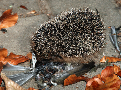 igel-als-aasfresser-7921.jpeg