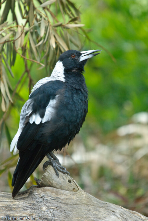flotenvogel-4074dc4516fbc5a1a6db.jpeg