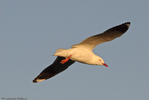 segelflug-bei-sonnenuntergang-4073e21c9ff6c77c6bbb.jpeg