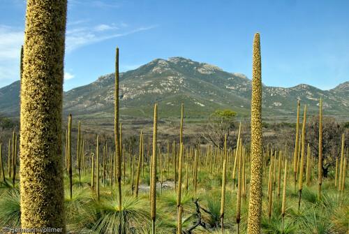 wilsons-promontory-np-40802b520cf8b9ea3d4e.jpeg