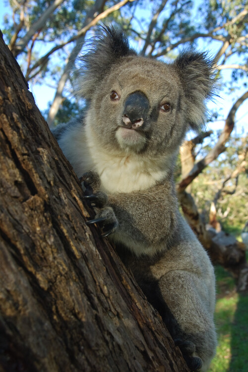 koala-4091104be44cfc288b62.jpeg