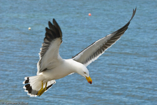 dickschnabelmowe-larus-pacificus-41657b229412cbb18cfd.jpeg