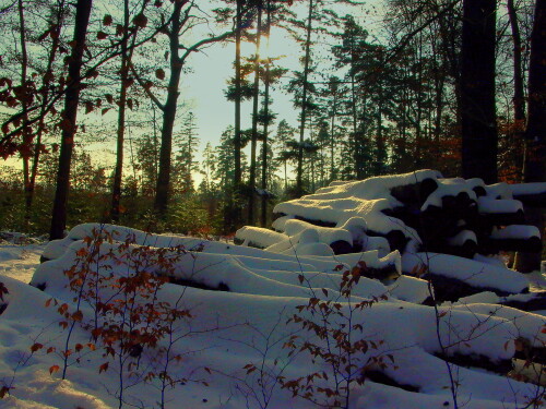 winterwald-4252.jpeg