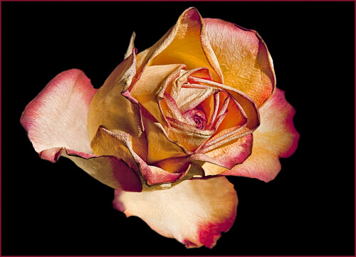 rose-44570e36b58db81a65db.jpeg