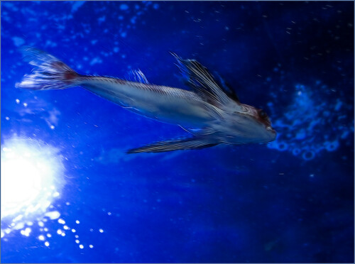 aquarium-in-valencia-4454e5f60645ab676732.jpeg