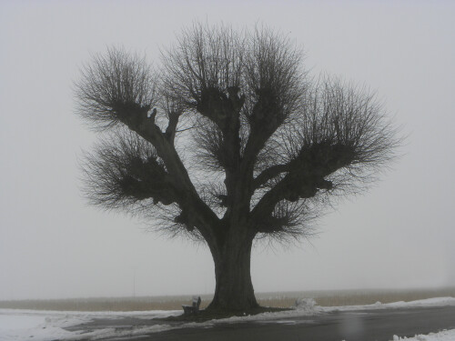 geschnittene-linde-im-nebel-4290.jpeg