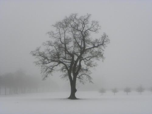 linde-im-nebel-4291d8318288655075ea.jpeg