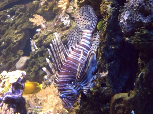 rotfeuerfisch-4322f8b3be42e7c4d991.jpeg