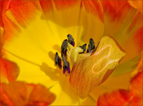 tulpe-4458dc2ec4315c3bd63b.jpeg