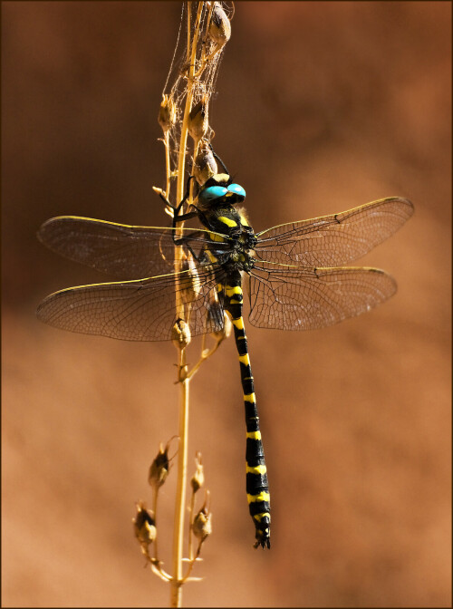 libelle-44664fc68cb38026132e.jpeg