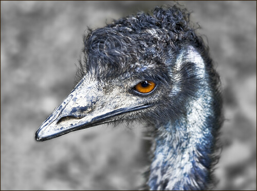 emu-4467398aeb0a8e059f5d.jpeg