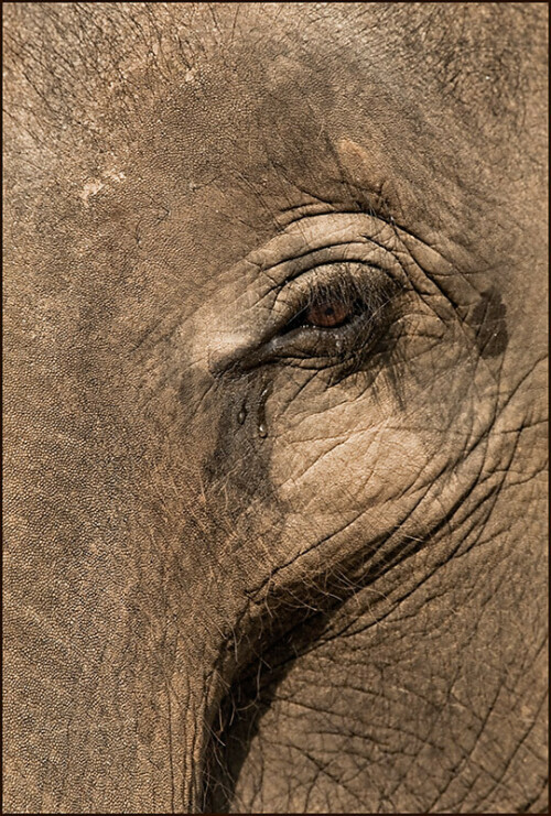 weinender-elefant-4451d894144970d8303b.jpeg