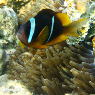 rotmeer-anemonenfisch-5103.jpeg