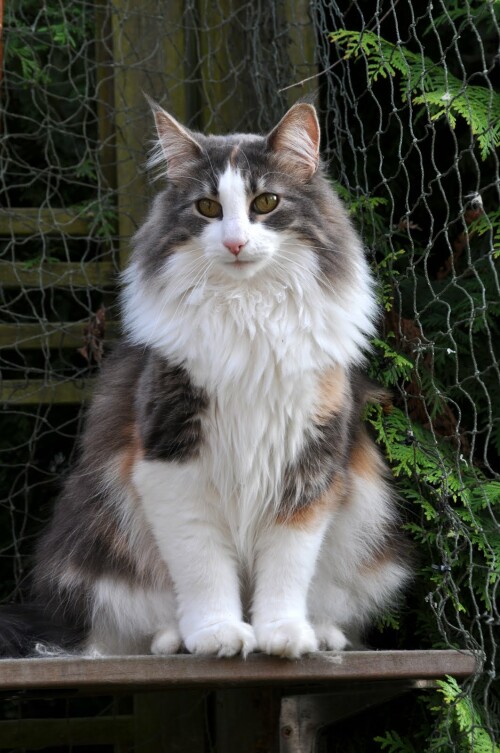 prinzessin-4547.jpeg