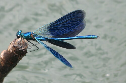 libelle-6095fba2905b1c3e8ac6.jpeg