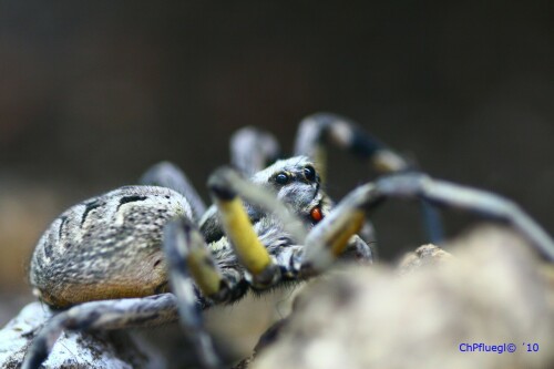 springspinne-46469531d82642e28842.jpeg