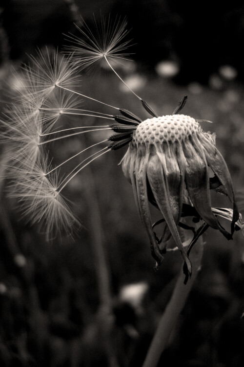 lowenzahn-pusteblume-4807.jpeg