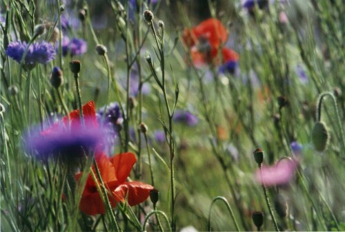 wildackerblumen-12900.jpeg
