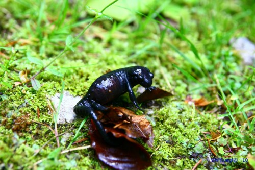 alpensalamander-4841f98d72c03143d3a4.jpeg