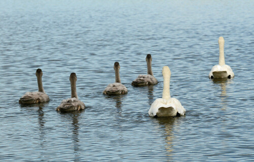 aufwiedersehen-singschwane-mit-jungvogeln-5324.jpeg