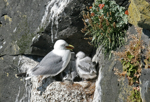 dreizehenmowe-mit-jungvogeln-im-nest-5322.jpeg