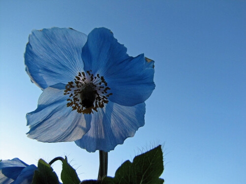 arktischer-mohn-5337.jpeg