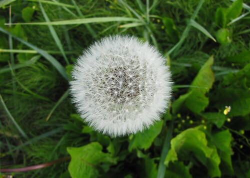 lowenzahn-pusteblume-5342.jpeg