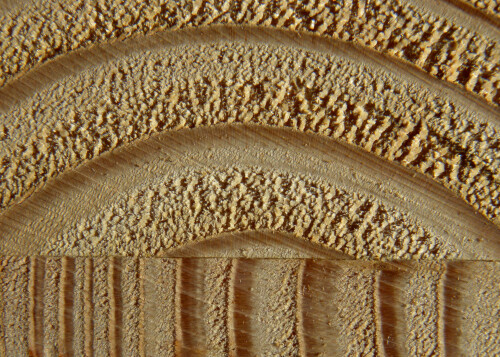hirn-und-langsholzjahresringe-in-macro-5088.jpeg