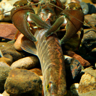 signalkrebs-erbeutet-fisch-5120.jpeg