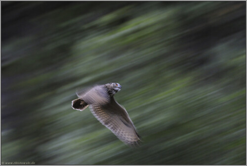 abschied-uhu-bubo-bubo-51432d97d14ecc03d3bc.jpeg