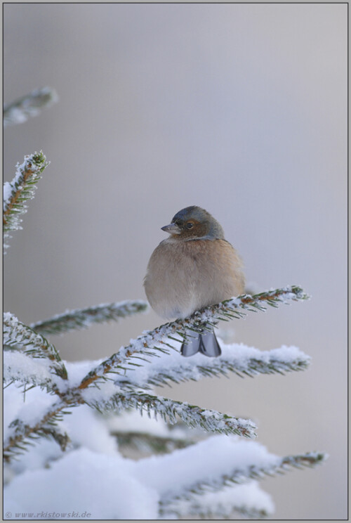 erster-schnee-buchfink-fringilla-coelebs-51368b2d93352401d7c6.jpeg