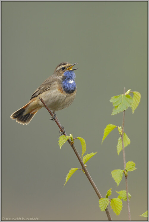 es-singt-und-singt-blaukehlchen-luscinia-svecica-5130f98006bb4510b53c.jpeg